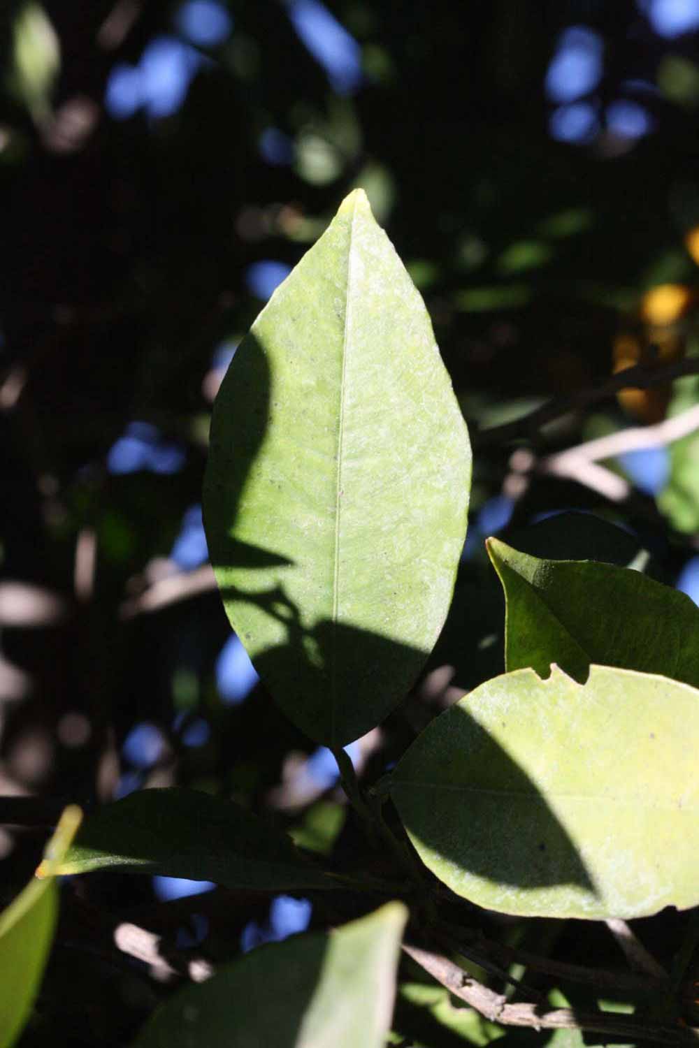              Unifoliolate leaf (Riverside, CA)       